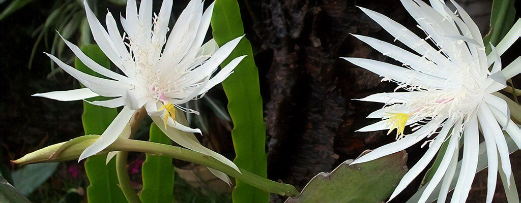 Dama-da-noite – Epiphyllum oxipetalum | THRUN